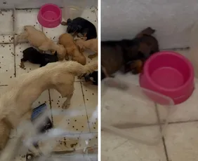 Imagem ilustrativa da imagem Mulher é presa por suspeita de maus-tratos a filhotes em Vila Velha