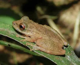 Imagem ilustrativa da imagem Nova espécie de perereca é descoberta no Cerrado mineiro
