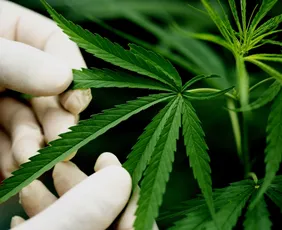 Imagem ilustrativa da imagem Novas regras da Anvisa sobre cannabis medicinal passam a valer em agosto