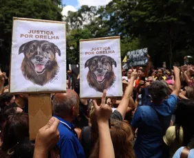 Imagem ilustrativa da imagem Orelha: MP aponta ‘lacunas’ em investigação e pede esclarecimentos à Policia Civil