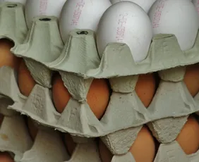 Imagem ilustrativa da imagem Ovos, frango e carne suína podem ficar mais caros com a guerra no Irã, diz setor