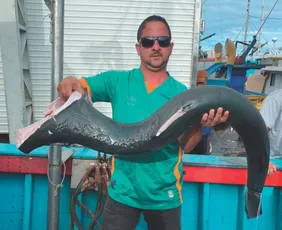 Imagem ilustrativa da imagem Pescadores querem licença para pegar mais tubarões
