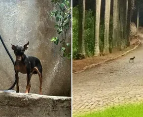 Imagem ilustrativa da imagem Pinscher que atravessou a Terceira Ponte é visto em Cariacica e segue desaparecido