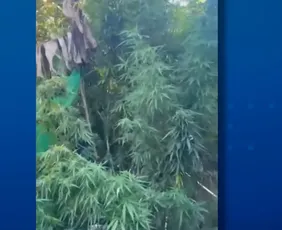 Imagem ilustrativa da imagem Plantação de maconha é encontrada dentro de casa em Aracruz