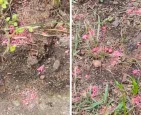 Imagem ilustrativa da imagem Polícia investiga origem de veneno para caramujo aplicado na Mata da Praia