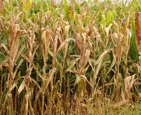 Imagem ilustrativa da imagem Praga do milho provoca prejuízo de R$ 33,6 bilhões por ano