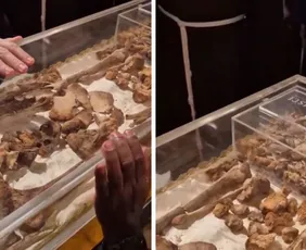 Imagem ilustrativa da imagem Restos mortais de São Francisco de Assis são exibidos ao público pela primeira vez