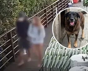 Imagem ilustrativa da imagem Saiba como adolescente responsável pela morte do cão Orelha foi identificado