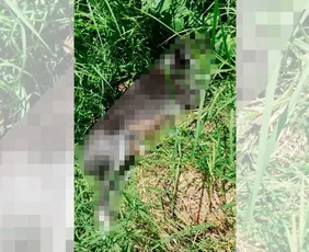 Imagem ilustrativa da imagem Seis cães são encontrados mortos com sinais de maus-tratos no Rio Grande do Sul