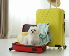 Imagem ilustrativa da imagem Senado aprova guarda compartilhada de animais de estimação em caso de divórcio