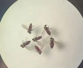 Imagem ilustrativa da imagem Subnotificados, casos de Oropouche atingem 2% da população brasileira