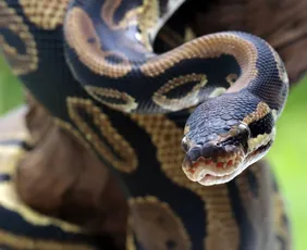 Imagem ilustrativa da imagem Substância encontrada em cobra pode reduzir o apetite