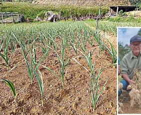 Imagem ilustrativa da imagem Tecnologias aumentam a produção de alho no Espírito Santo