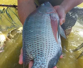 Imagem ilustrativa da imagem Tilápia produzida no ES ganha espaço nas receitas de Páscoa por menor preço