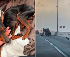 Imagem ilustrativa da imagem VÍDEO | Pinscher atravessa a Terceira Ponte e é procurado por família em Vitória