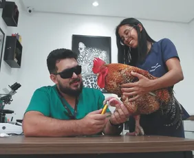 Imagem ilustrativa da imagem Vida Pet: até tratamento a laser para cuidar de galos