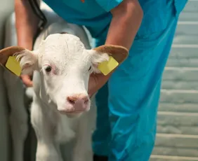 Imagem ilustrativa da imagem Brasil bane antibióticos para engorda animal que podem gerar resistência bacteriana