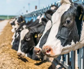 Imagem ilustrativa da imagem Brasil enviará a europeus dados sobre uso de antibióticos em carnes