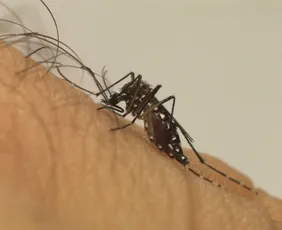 Imagem ilustrativa da imagem El Niño pode elevar casos de dengue no Brasil, com pior cenário no Sul e no Sudeste