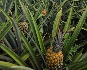 Imagem ilustrativa da imagem Ouro doce de Pombos: a realeza do abacaxi que conquista o mundo