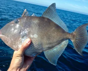 Imagem ilustrativa da imagem Portaria do governo federal inclui peroá e badejo em lista de risco no ES. Entenda
