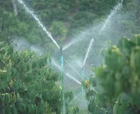 Imagem ilustrativa da imagem “Sensor de estresse” identifica falta de água na irrigação do café