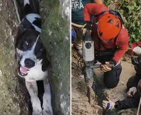 Imagem ilustrativa da imagem VÍDEO | Cadela é resgatada pelos Bombeiros após cair em fenda de rocha no ES