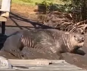 Imagem ilustrativa da imagem VÍDEO | Elefante-marinho é flagrado às margens de rio em Aracruz