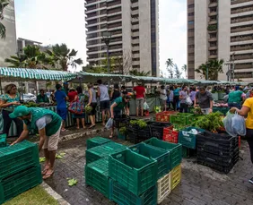 Imagem ilustrativa da imagem Agricultura familiar: Feira de Setúbal lança campanha de produtos orgânicos