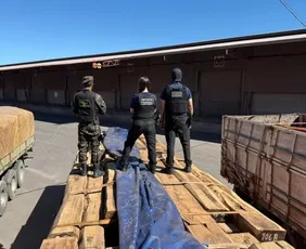 Imagem ilustrativa da imagem Apreensão de cocaína em carga de madeira pode ser a maior do Brasil