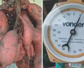 Imagem ilustrativa da imagem Batata-doce de mais de 6 kg colhida no Estado