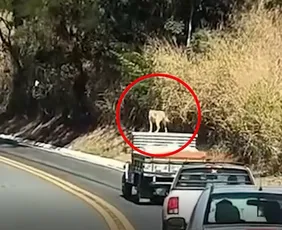 Imagem ilustrativa da imagem Caramelo é flagrado em cima de teto de carro em movimento no Sul do ES