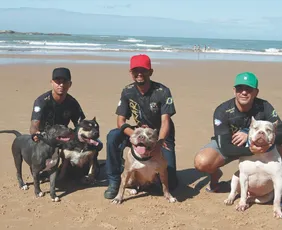 Imagem ilustrativa da imagem Conheça os pit monsters, raça de cães inédita no País