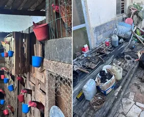 Imagem ilustrativa da imagem Criança é encontrada em casa com animais em situação de maus-tratos em Guarapari
