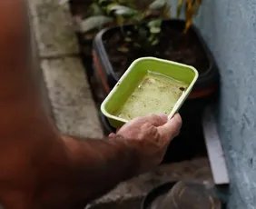 Imagem ilustrativa da imagem El Niño pode aumentar casos de chikungunya e dengue no Brasil