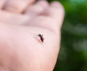 Imagem ilustrativa da imagem Em experimento, mosquitos Aedes aegypti aprendem a gostar de repelente
