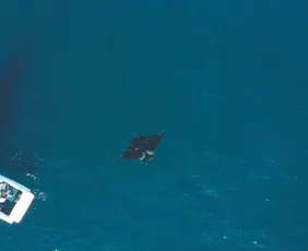 Imagem ilustrativa da imagem Gigante dos mares no ES: espécie é dócil e pode chegar a 8 metros e duas toneladas