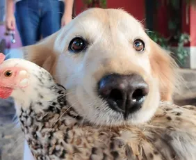 Imagem ilustrativa da imagem Golden retriever e galinha viram dupla inseparável em Castelo e encantam a web