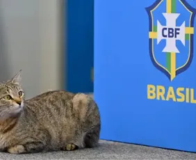Imagem ilustrativa da imagem Internautas relembram 'maldição do gato' após eliminação da seleção