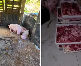 Imagem ilustrativa da imagem Meia tonelada de carne é apreendida em abatedouro clandestino em Cariacica