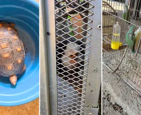 Imagem ilustrativa da imagem Mulher é detida suspeita de manter 13 animais silvestres em cativeiro em Vila Velha