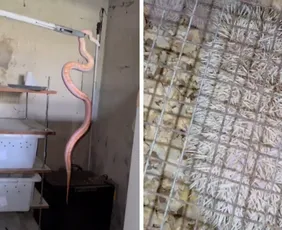 Imagem ilustrativa da imagem Operação apreende 20 animais exóticos mantidos em cativeiro em Vila Velha