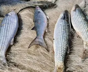 Imagem ilustrativa da imagem Pesca de tainha na modalidade arrasto de praia está suspensa
