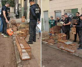 Imagem ilustrativa da imagem Polícia apreende 22 aves silvestres sendo comercializadas ilegalmente em Vila Velha