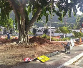 Imagem ilustrativa da imagem Prefeitura nega retirada de figueira e inicia obras em canteiro na Praia da Costa