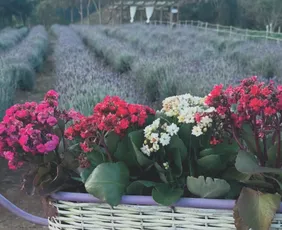 Imagem ilustrativa da imagem Roteiros de campos de flores nas montanhas do ES