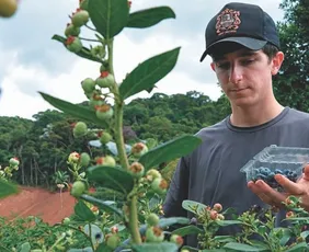 Imagem ilustrativa da imagem Tribuna agro: fruta que custa mais de R$ 100 o quilo ganha força no ES