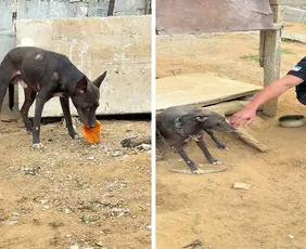 Imagem ilustrativa da imagem Vídeo de agressão a cão leva à prisão de homem de 73 anos em Cariacica