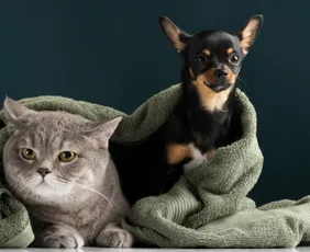 Imagem ilustrativa da imagem Vitória vai ter mapeamento inédito de animais