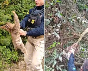Imagem ilustrativa da imagem Bicho-preguiça em situação de risco é resgatado às margens da BR-101 em São Mateus